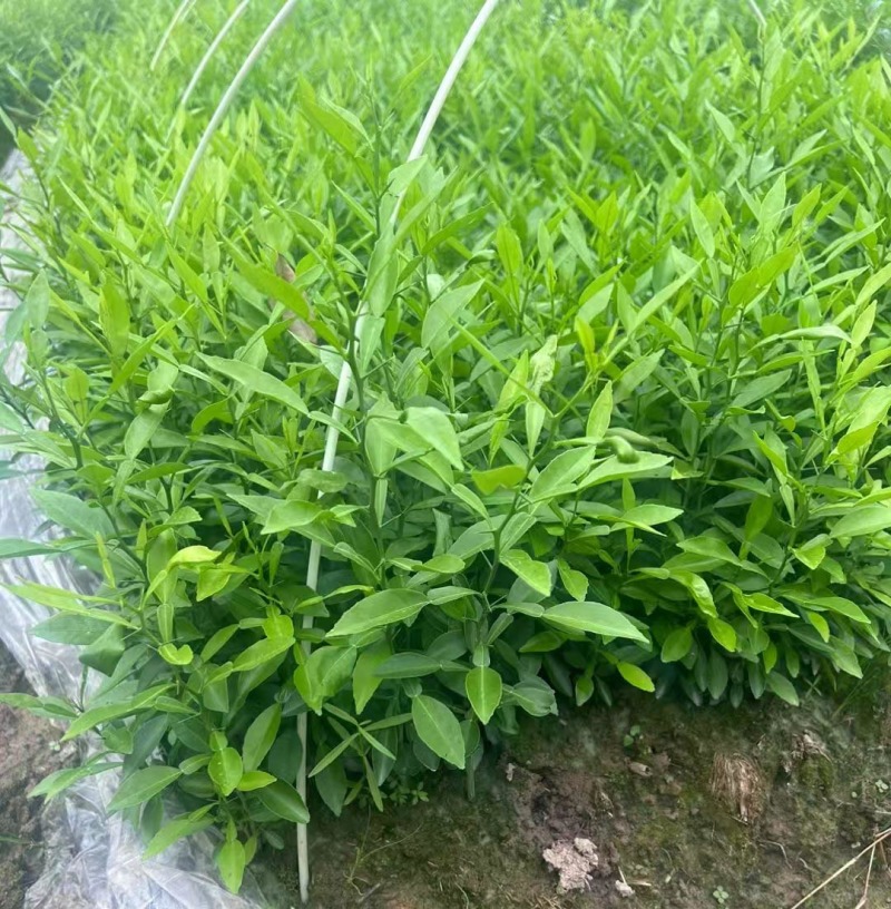 香橙苗小叶软枝香橙苗柑橘嫁接砧木苗实生苗直生苗