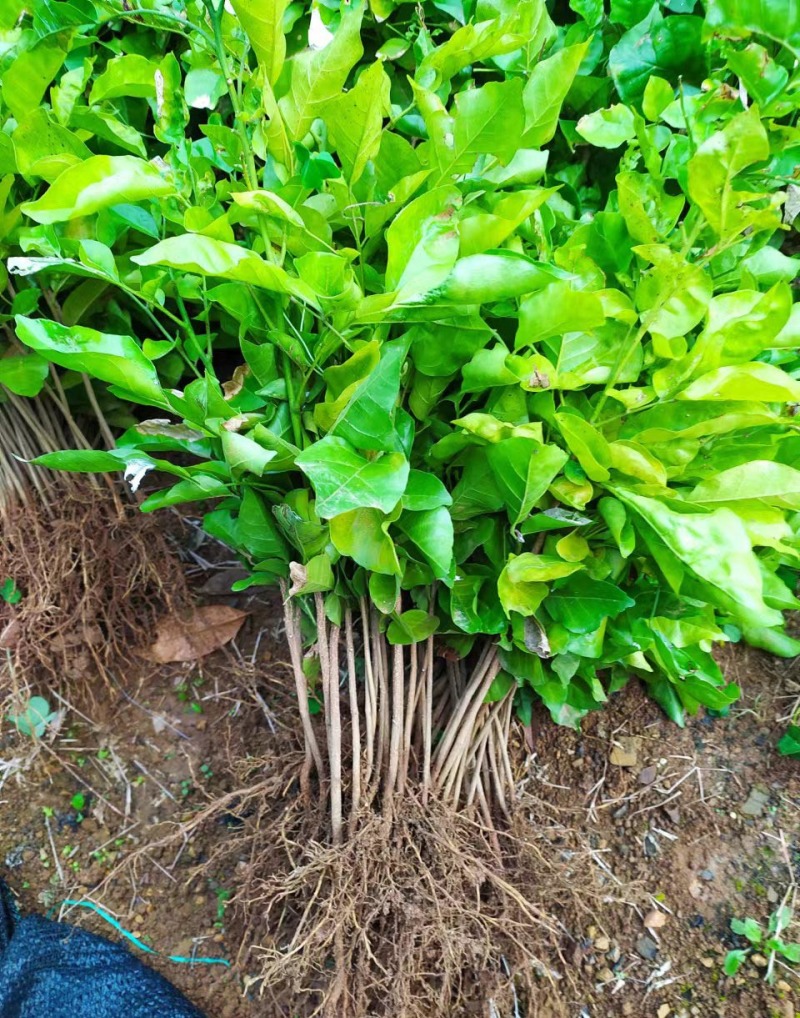 黄皮果苗直生苗嫁接砧木苗原生苗嫁接黄皮砧木苗