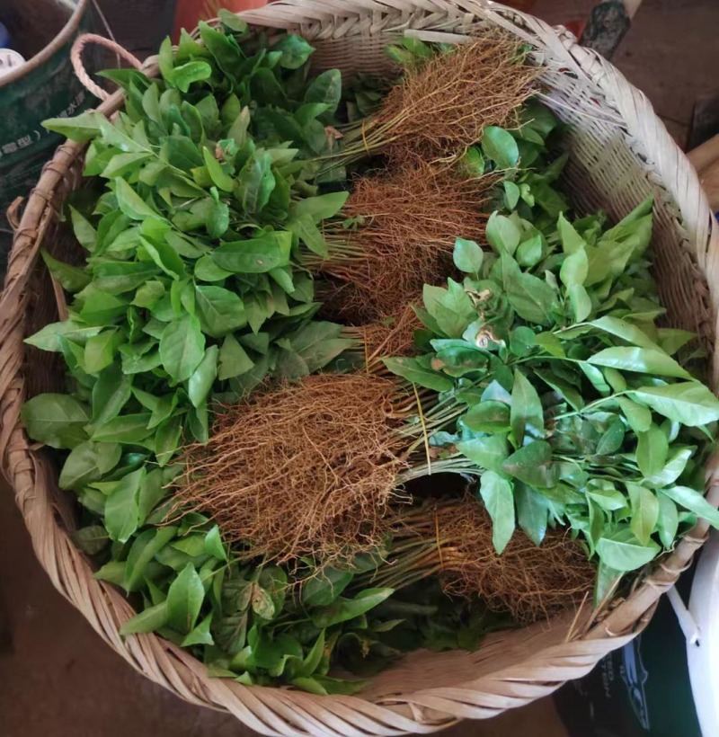 黄皮果苗直生苗嫁接砧木苗原生苗嫁接黄皮砧木苗