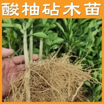 酸柚苗实生苗嫁接柚子砧木苗柚子直生苗原生苗