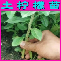 土柠檬苗红柠檬苗嫁接嫁接砧木柠檬实生苗直生苗