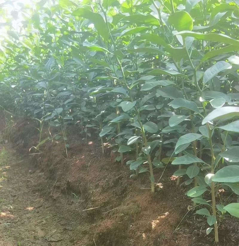 土柠檬苗红柠檬苗嫁接嫁接砧木柠檬实生苗直生苗
