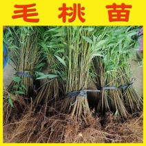毛桃苗桃树嫁接砧木苗桃子李子嫁接砧木苗实生苗直生苗