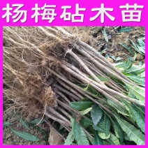 杨梅苗实生苗直生苗杨梅嫁砧木苗原生苗