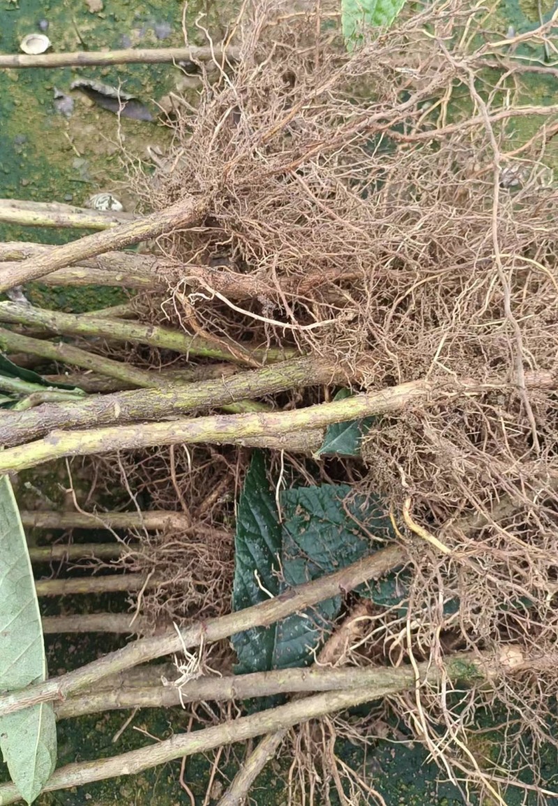 枇杷苗嫁接枇杷砧木苗实生苗直生苗原生苗