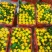 云南玉溪蜜橘核心产区直供新鲜饱满汁水足欢迎来电洽谈
