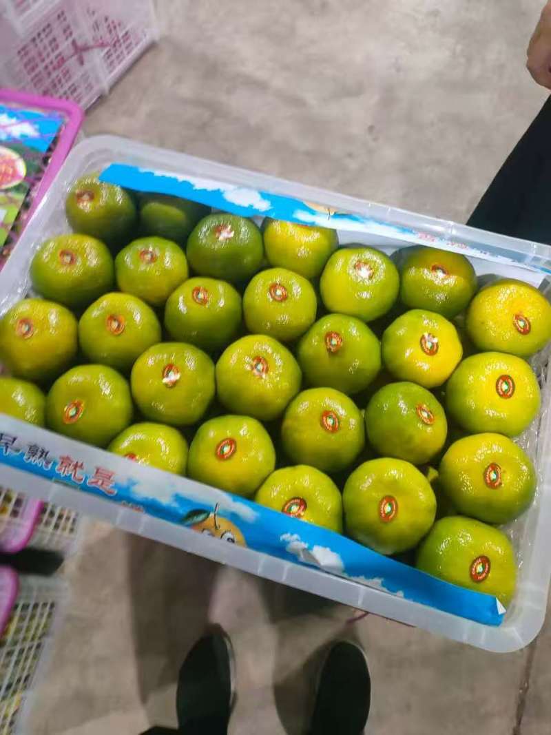 云南玉溪蜜橘核心产区直供新鲜饱满汁水足欢迎来电洽谈