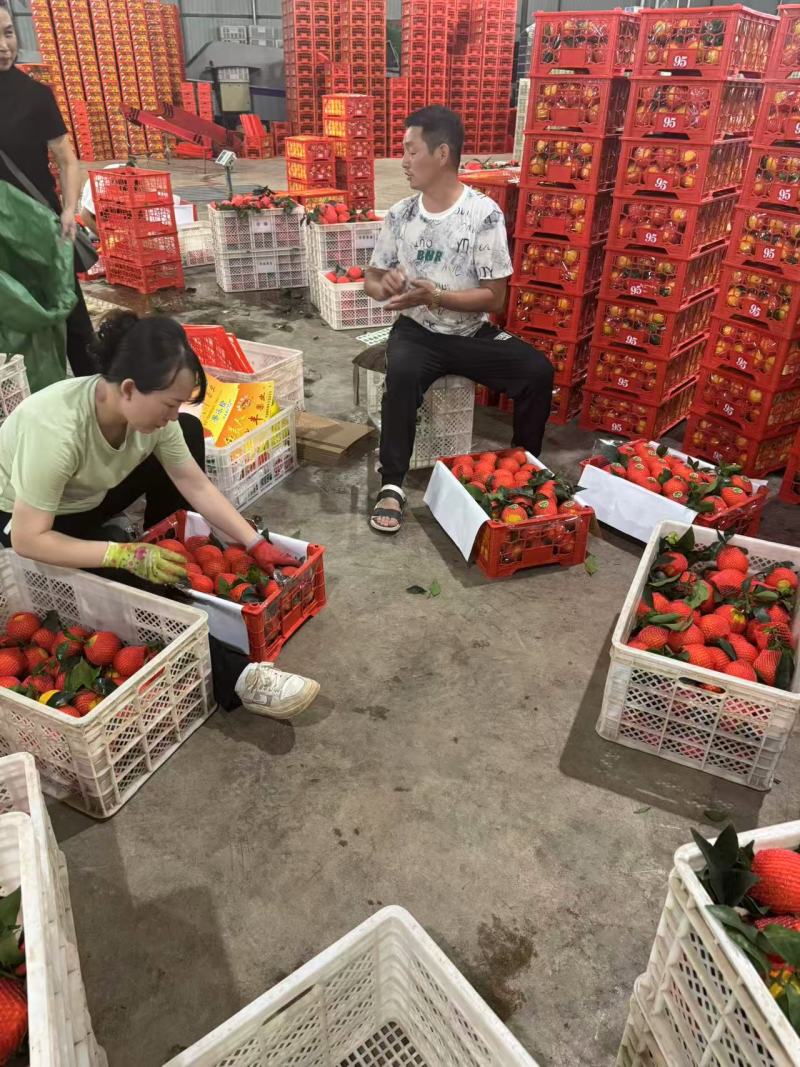 云南玉溪蜜橘核心产区直供新鲜饱满汁水足欢迎来电洽谈
