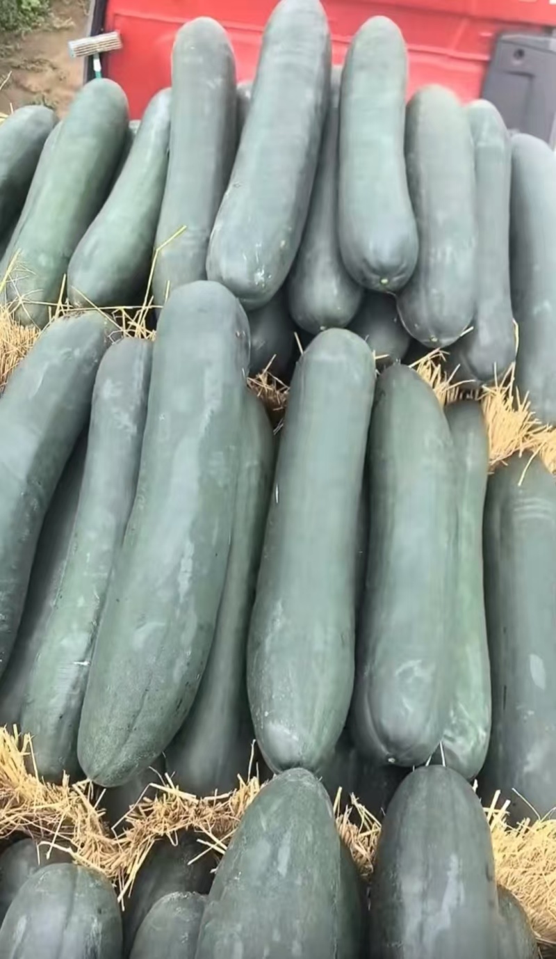吉林黑皮大冬瓜真实实拍规格齐全大量供应对接批发市场品质超好