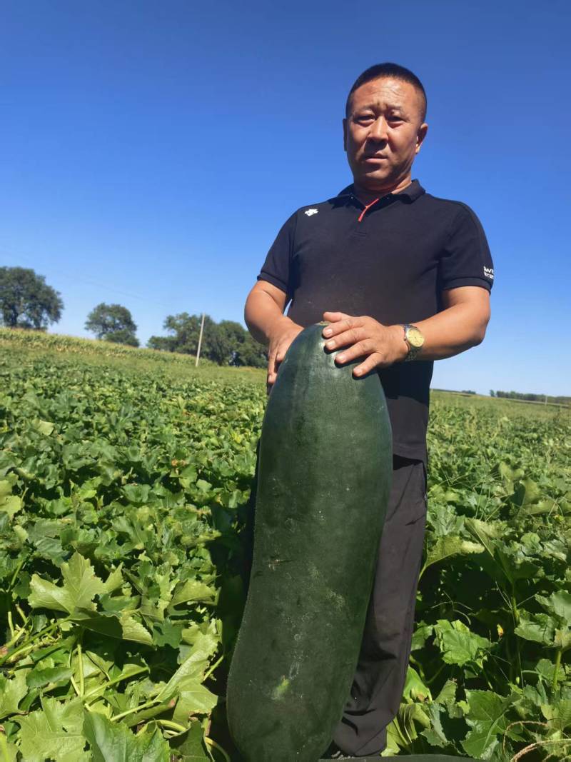 吉林黑皮大冬瓜真实实拍规格齐全大量供应对接批发市场品质超好