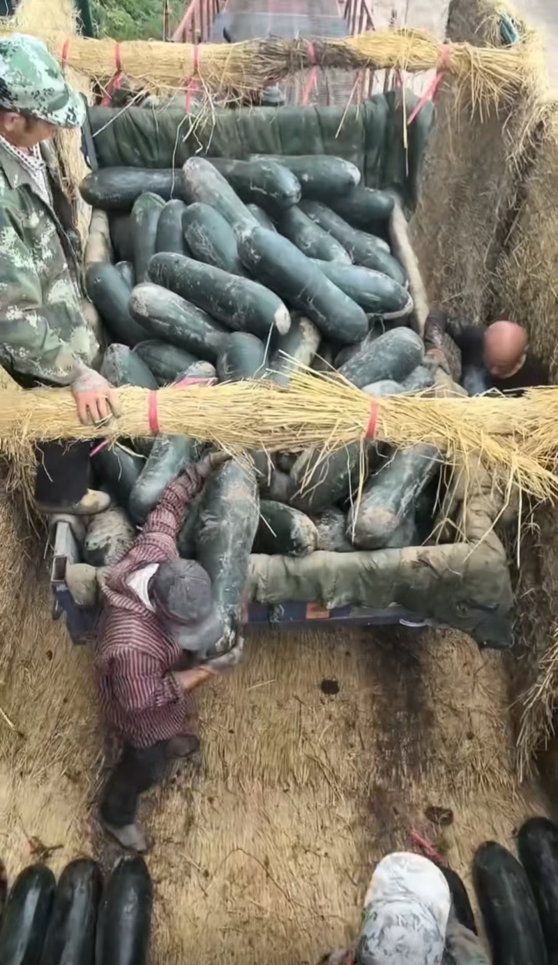 【吉林】冬瓜正宗黑皮冬瓜价格便宜条形好可验货大量上市中