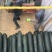 黑皮冬瓜【精品推荐】吉林产区量大从优个头大品质好客户至上
