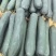 黑皮冬瓜【精品推荐】吉林产区量大从优个头大品质好客户至上
