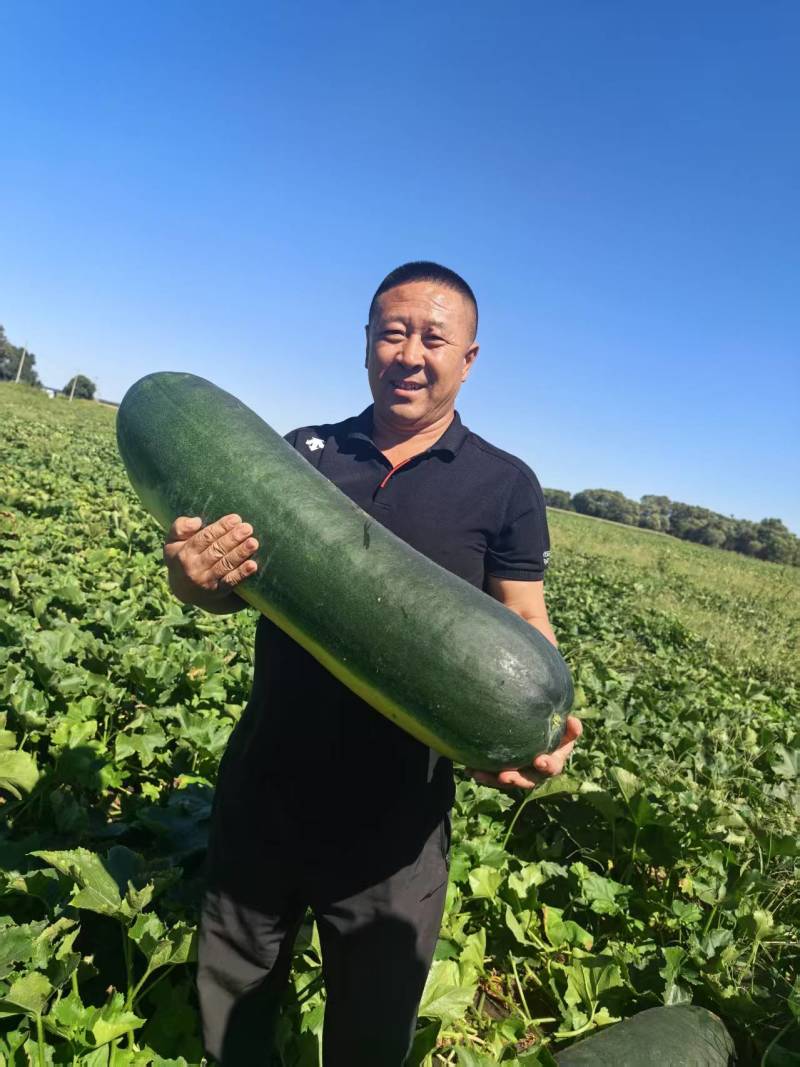 黑皮冬瓜【精品推荐】吉林产区量大从优个头大品质好客户至上
