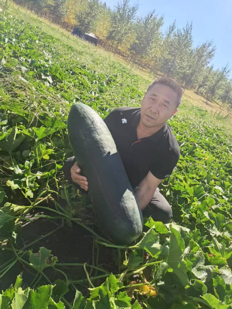 黑皮冬瓜【精品推荐】吉林产区量大从优个头大品质好客户至上