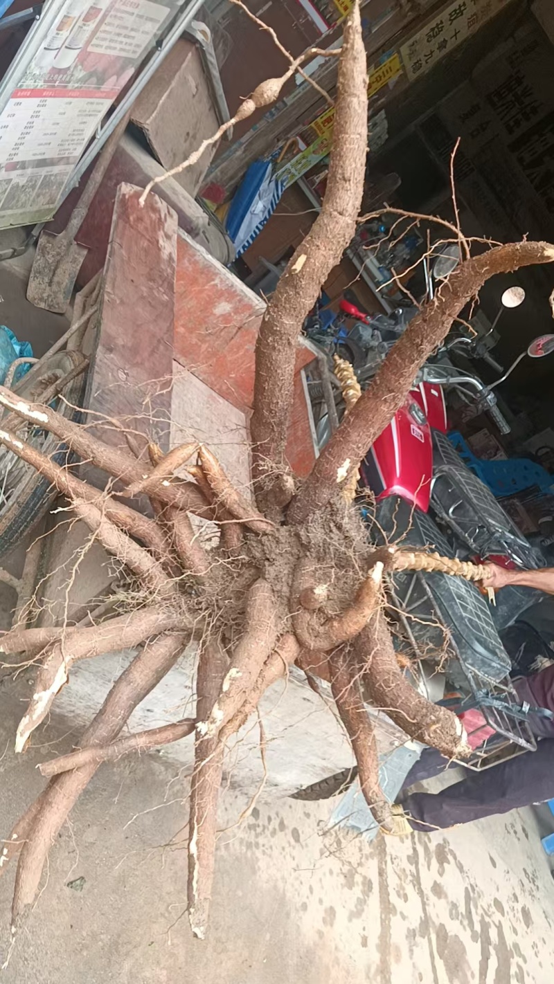 广西一手货源木薯新鲜上市价格美丽质量好走货快欢迎询价热卖