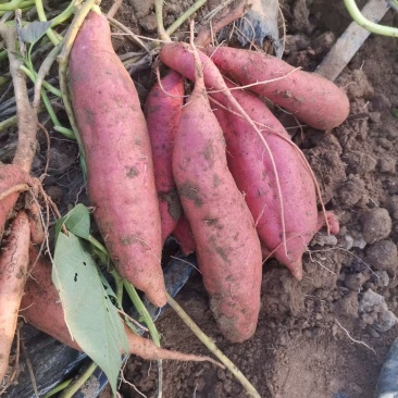 河北济暑26红薯精品热卖中价格实惠供应全国各地市场