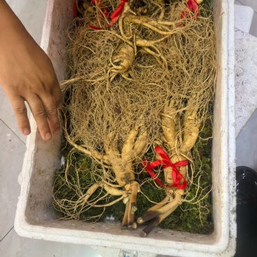 【精选】吉林人参产地批发自产自销东北人参货源充足