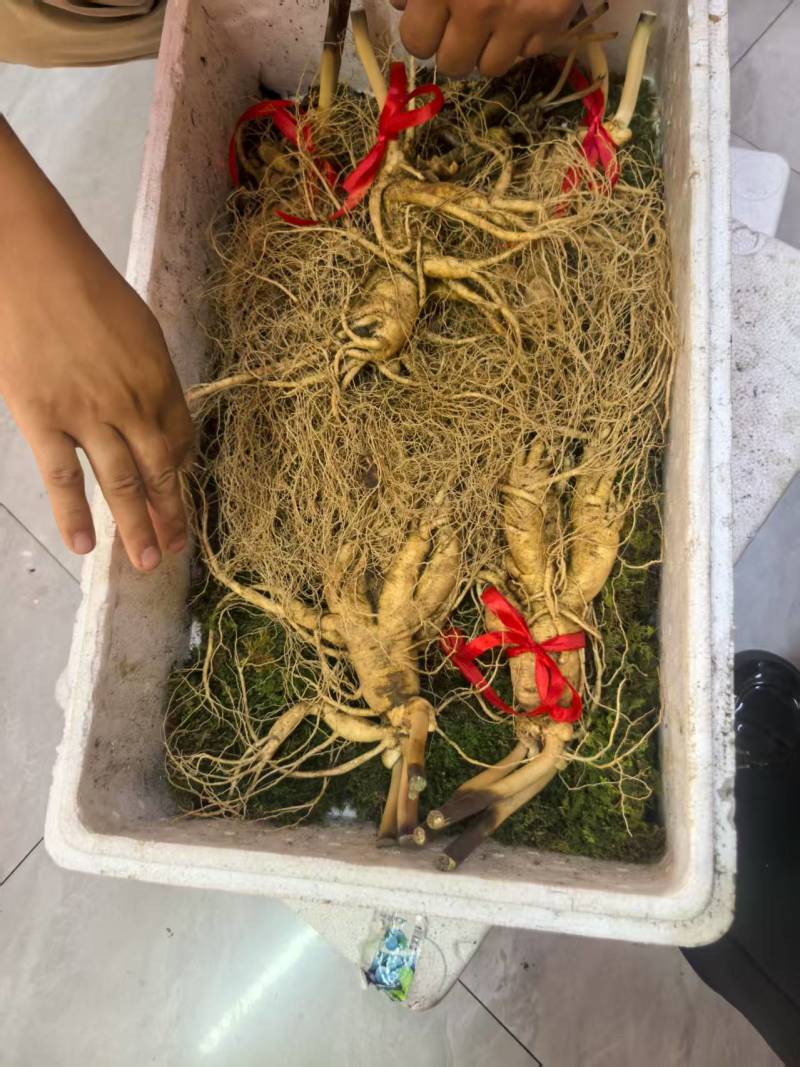 【精选】吉林人参产地批发自产自销东北人参货源充足