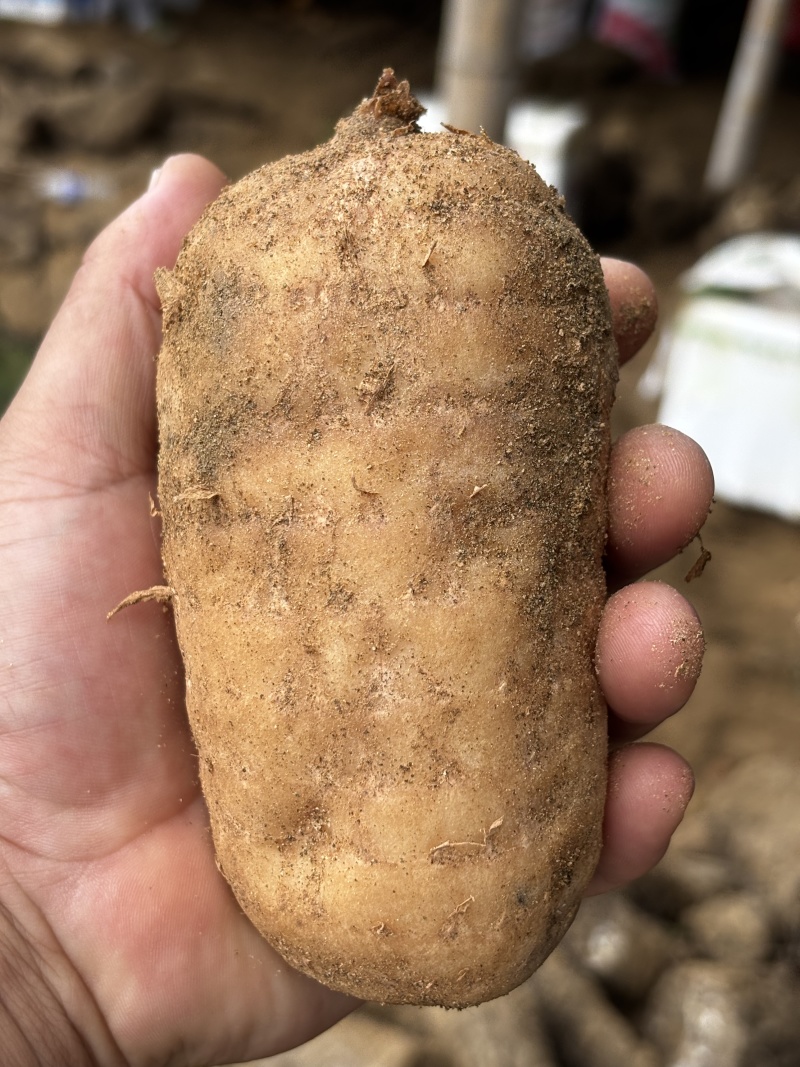 安徽金寨大别山现挖乌红天麻鲜天麻产地直销