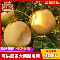 【纸袋酥梨】山西产地酥梨现摘现发新鲜上市可对接全国电商
