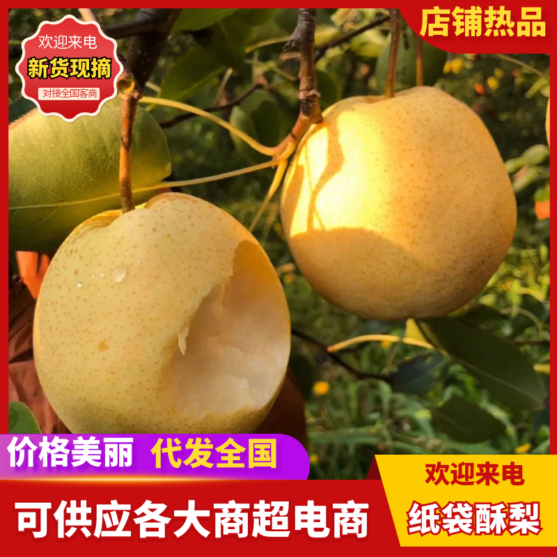 【纸袋酥梨】山西产地酥梨现摘现发新鲜上市可对接全国电商