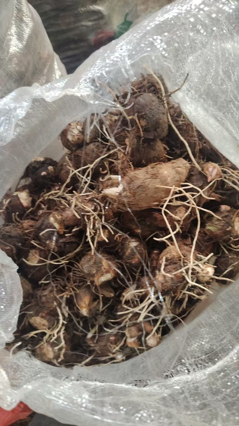 河南红香芋头香甜可口价格美丽质量好走货快欢迎询价正在热卖