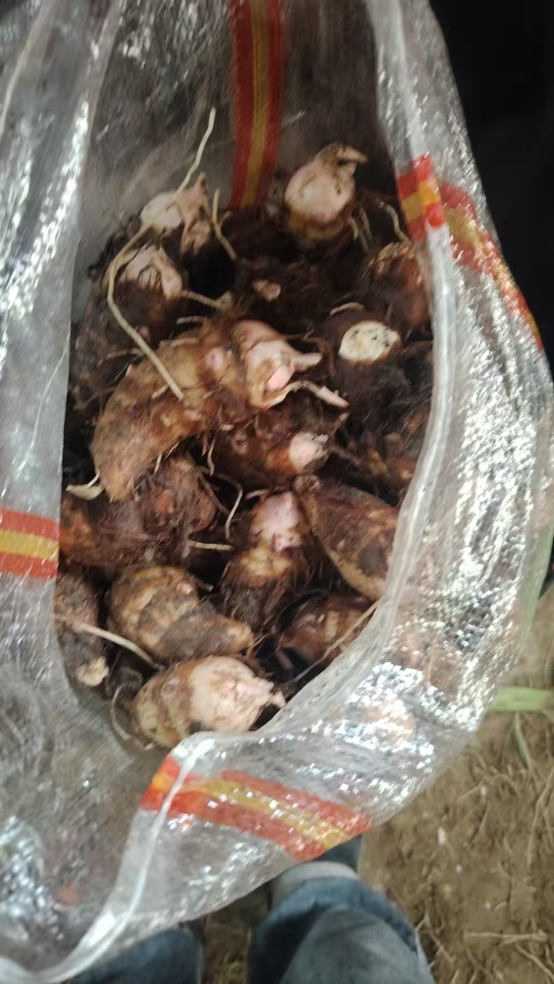河南红香芋头香甜可口价格美丽质量好走货快欢迎询价正在热卖