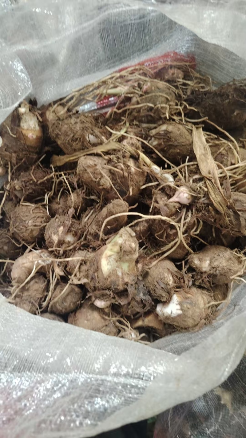 河南红香芋头香甜可口美味不用等价格美丽质量好走货快热卖中