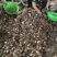 河南红香芋头香甜可口美味不用等价格美丽质量好走货快热卖中