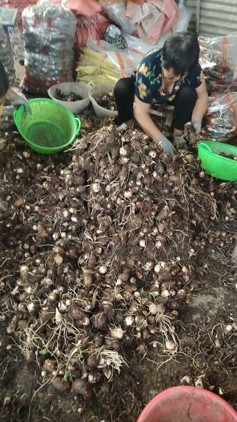 河南红香芋头香甜可口美味不用等价格美丽质量好走货快热卖中