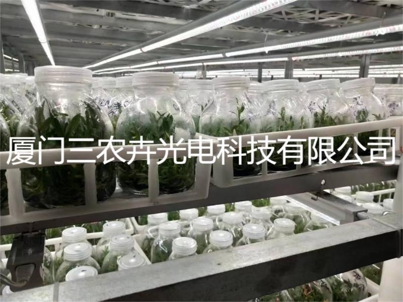 60cm-铁皮石斛组培灯