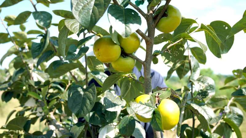 太秋甜柿柿子大量上市对接全国欢迎进店
