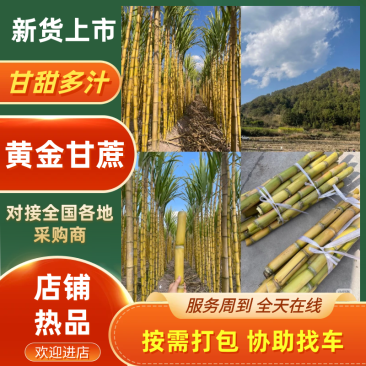 【放心购买】黄金甘蔗广西黄皮甘蔗基地直供保障品质