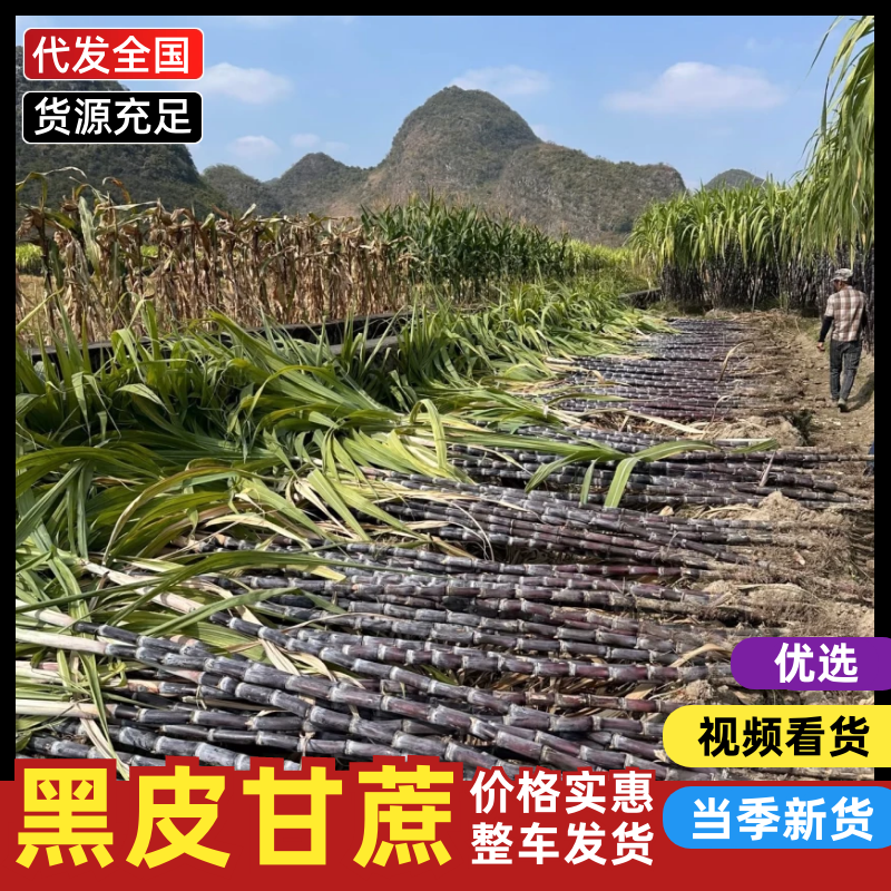 【热卖】黑皮甘蔗广西正宗黑皮甘蔗现砍现发量大从优