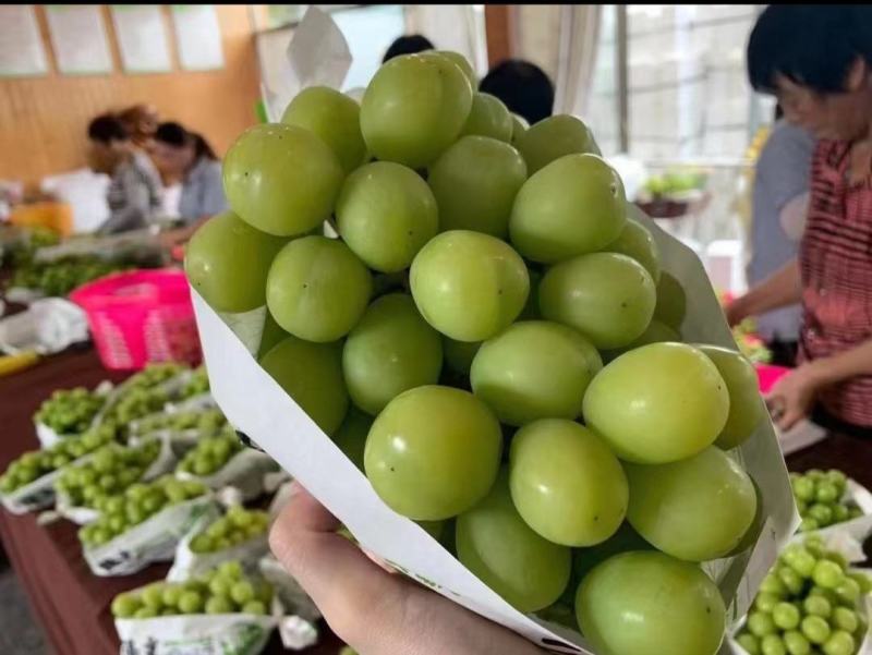 河南省【阳光玫瑰】晴王葡萄产地批发保证质量专业代办