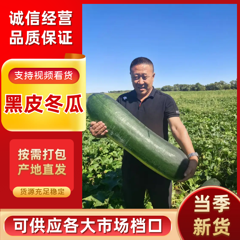 【吉林】冬瓜正宗黑皮冬瓜价格便宜条形好可验货大量上市中