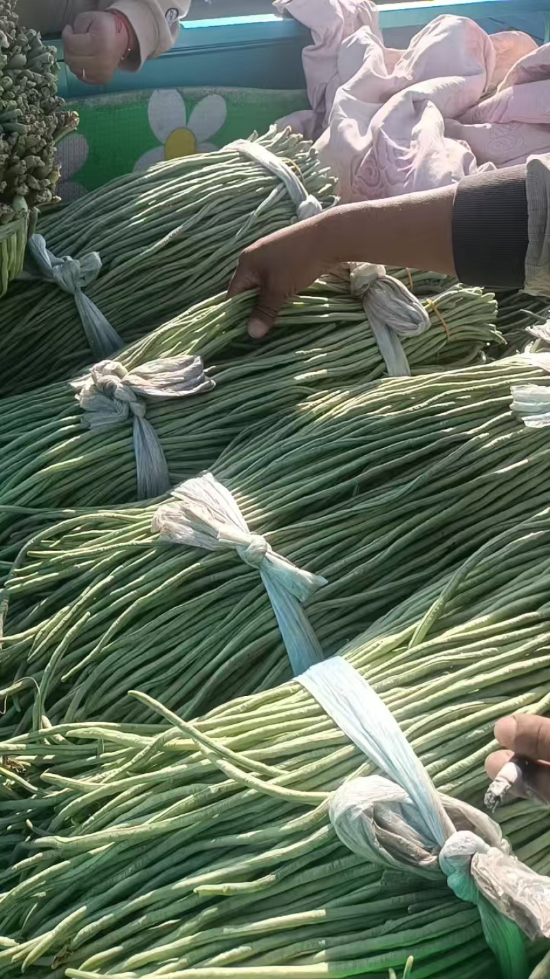 河北长条豆角新鲜上市价格美丽质量好走货快欢迎询价正在热卖