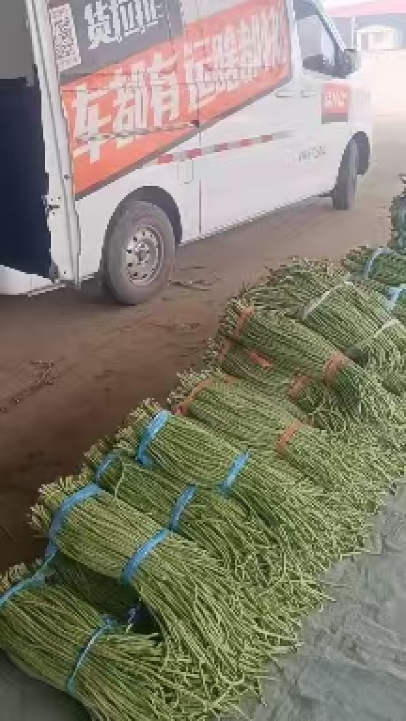 河北长条豆角新鲜上市价格美丽质量好走货快欢迎询价正在热卖