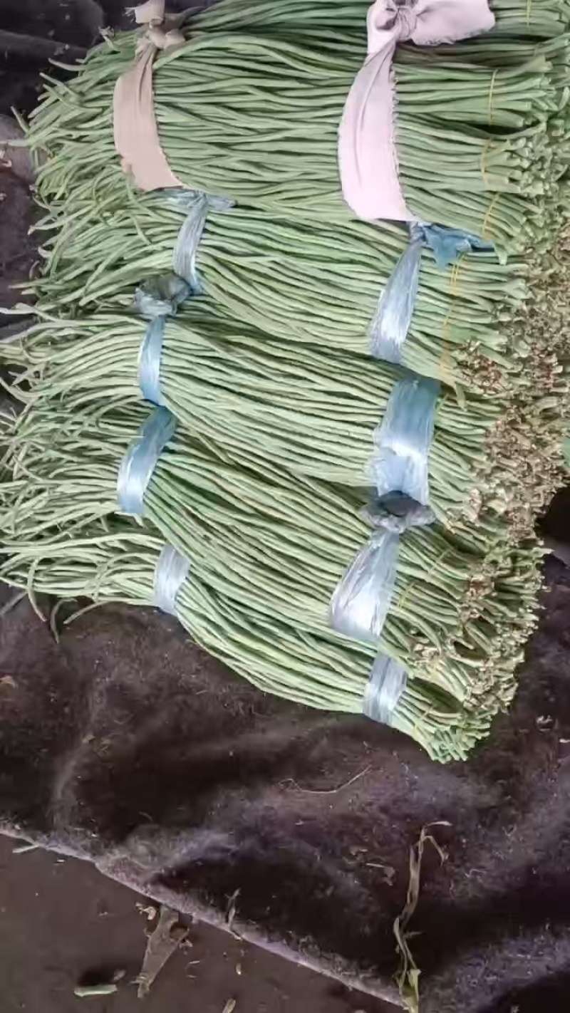 河北长条豆角新鲜上市价格美丽质量好走货快欢迎询价正在热卖