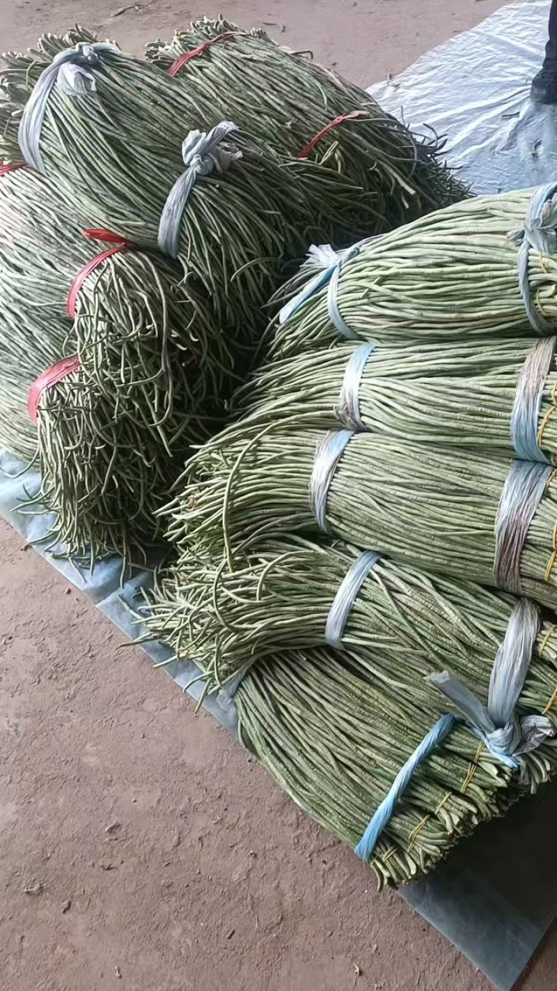 河北长条豆角新鲜上市价格美丽质量好走货快欢迎询价正在热卖