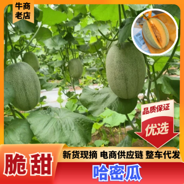 北海哈密瓜广西晓蜜25哈密瓜皮薄多汁基地直发欢迎咨询