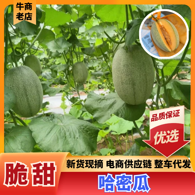 北海哈密瓜广西晓蜜25哈密瓜皮薄多汁基地直发欢迎咨询