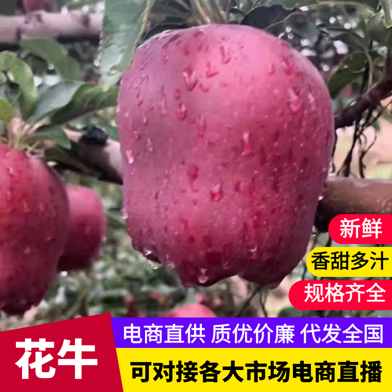 天水花牛苹果开摘代收供应市场电商各种大型超市支持快递