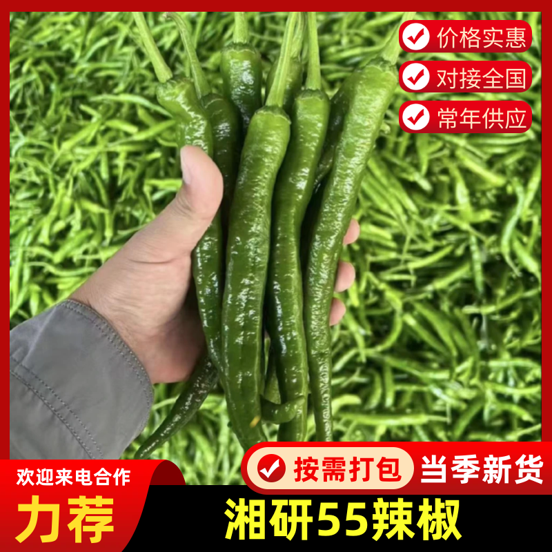 精品湘研55鲜辣椒产地直发一手货源质量保证全国发货