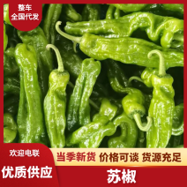 苏椒/鲜辣椒/产地直发品质好供应电商
