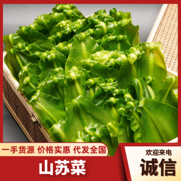 广东山苏菜大量上市/精品山苏菜产地发货欢迎电话选购