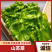 广东山苏菜大量上市/精品山苏菜产地发货欢迎电话选购