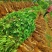 【放心购买】贺州淮山药广西正宗淮山药软糯香甜基地直发