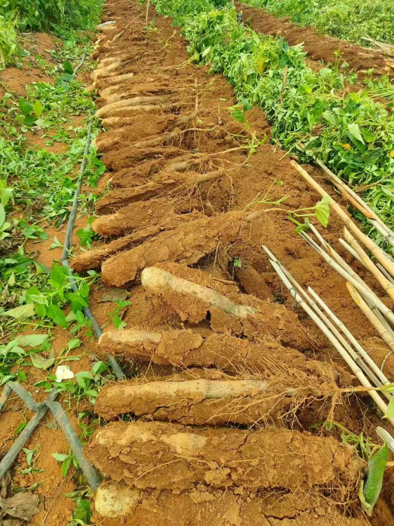 【放心购买】贺州淮山药广西正宗淮山药软糯香甜基地直发